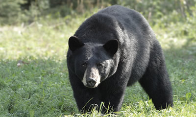 Chasse à l'ours